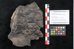 Foto (Objekt + Etikett) von Taeniopteris pseudosimplex Ettingshausen (NHMW-GEO-2024-0188-10293)